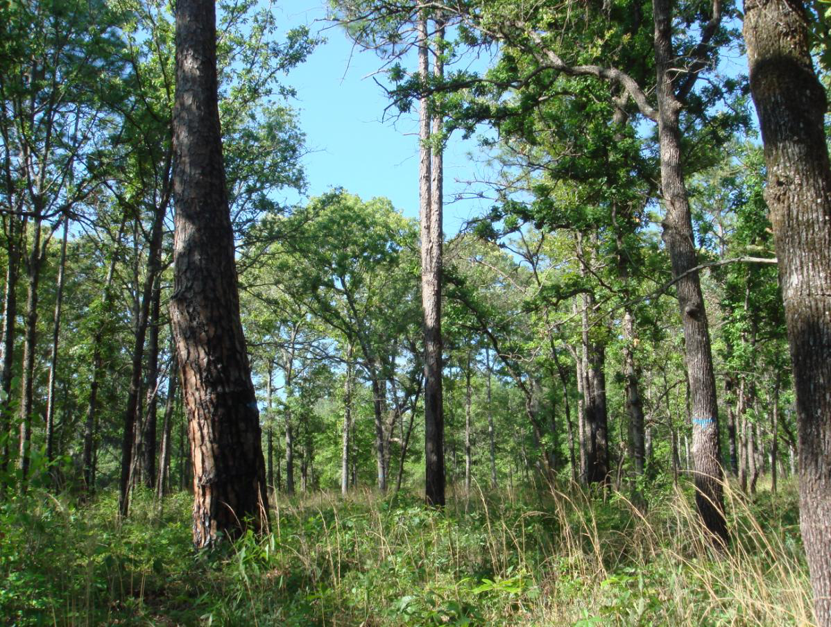 Upland Mixed Woodland